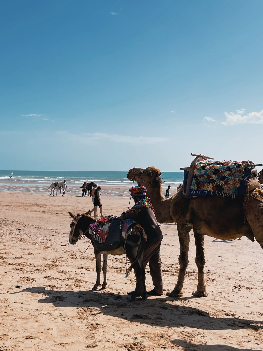 Beautiful sunset camel ride adventure along Sidi Kaouki sand dunes